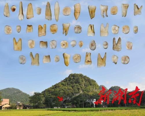 《自然》发表重要成果：东亚大陆最早的现代人在道县_湖南名人网