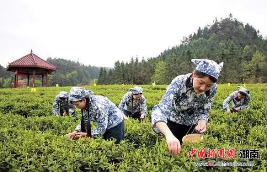 拥抱“互联网+”时代 湖南安化黑茶香飘世界_湖南名人网